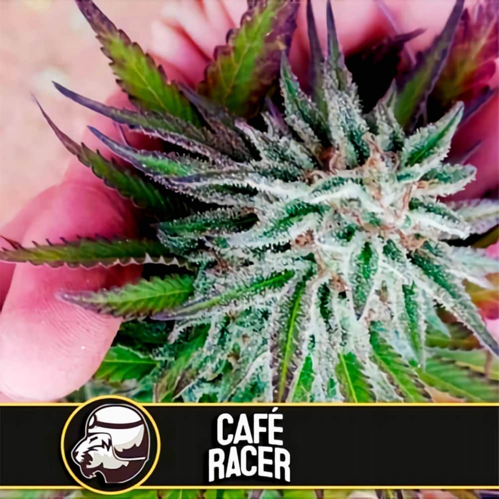 CAFE RACER (Blimburn Seeds) Semillas de marihuana feminizadas para colección.
