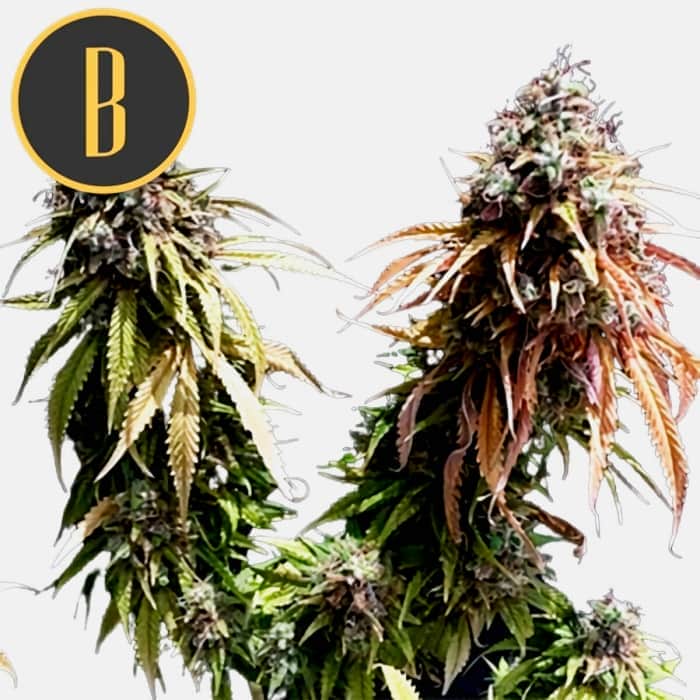 CAFE RACER (Blimburn Seeds) Semillas de marihuana feminizadas para colección.