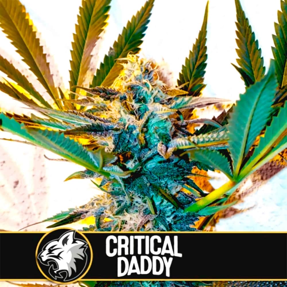 CRITICAL DADDY (Blimburn Seeds) Semillas de marihuana feminizadas de colección.