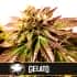 GELATO (Blimburn Seeds) Semillas de marihuana feminizadas de colección.