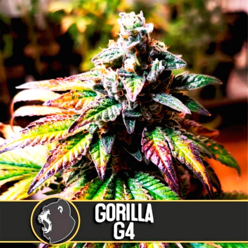 GORILLA G4 (Blimburn Seeds) Semillas de marihuana feminizadas de colección.