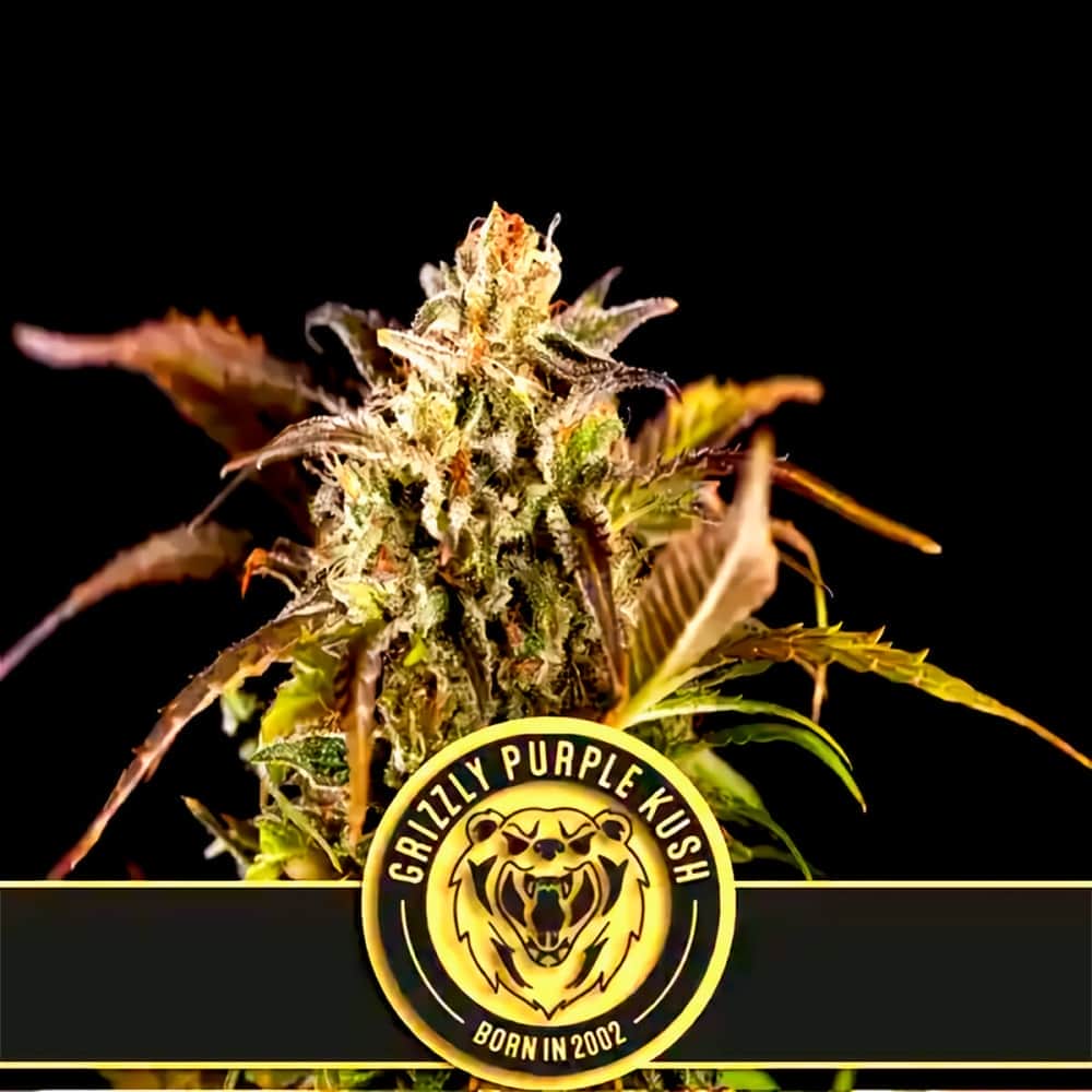 GRIZZLY PURPLE KUSH (Blimburn Seeds) Semillas de marihuana feminizadas de colección.