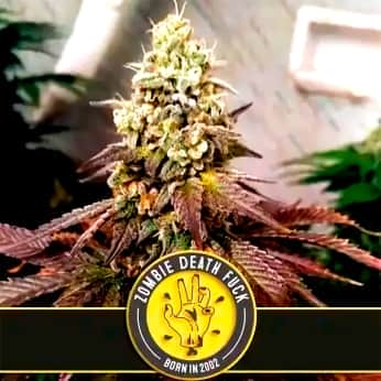 ZOMBIE DEATH FUCK (Blimburn Seeds) Semillas de marihuana feminizadas de colección.