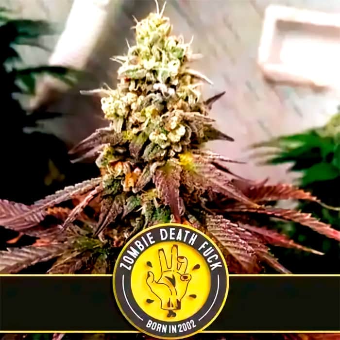 ZOMBIE DEATH FUCK (Blimburn Seeds) Semillas de marihuana feminizadas de colección.