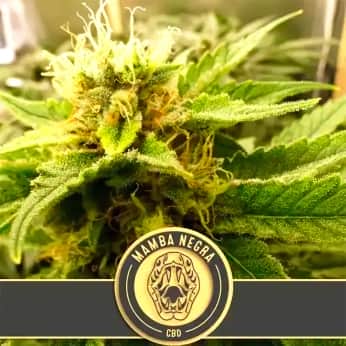 MAMBA NEGRA CBD (Blimburn Seeds) Semillas de marihuana feminizadas de colección.