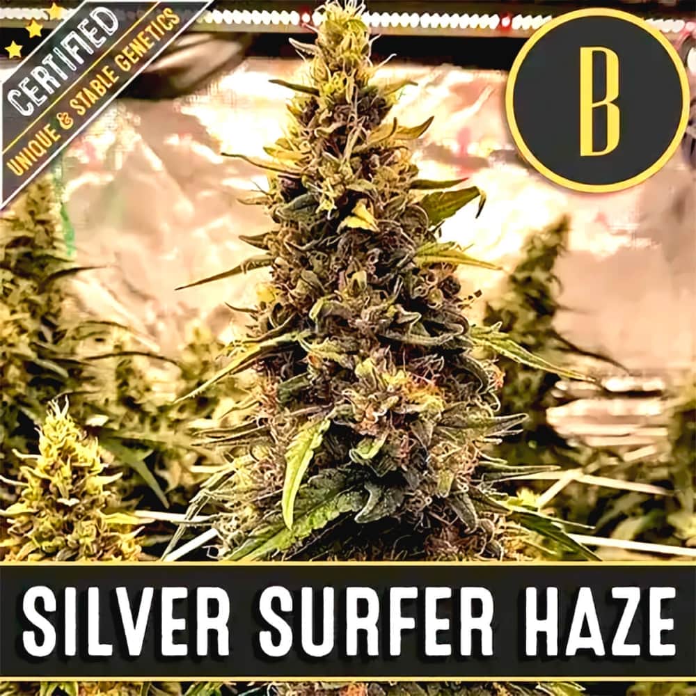 SILVER SURFER HAZE (Blimburn Seeds) Semillas de marihuana feminizada de colección.