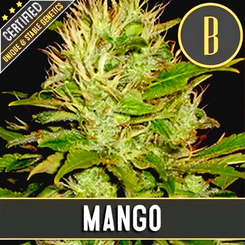 MANGO (Blimburn Seeds) Semillas de marihuana feminizadas de colección.