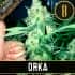ORKA (Blimburn Seeds) Semillas de marihuana feminizadas de colección.