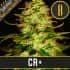 CR + (Blimburn Seeds) Semillas de marihuana feminizadas de colección.