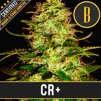 CR + (Blimburn Seeds) Semillas de marihuana feminizadas de colección.