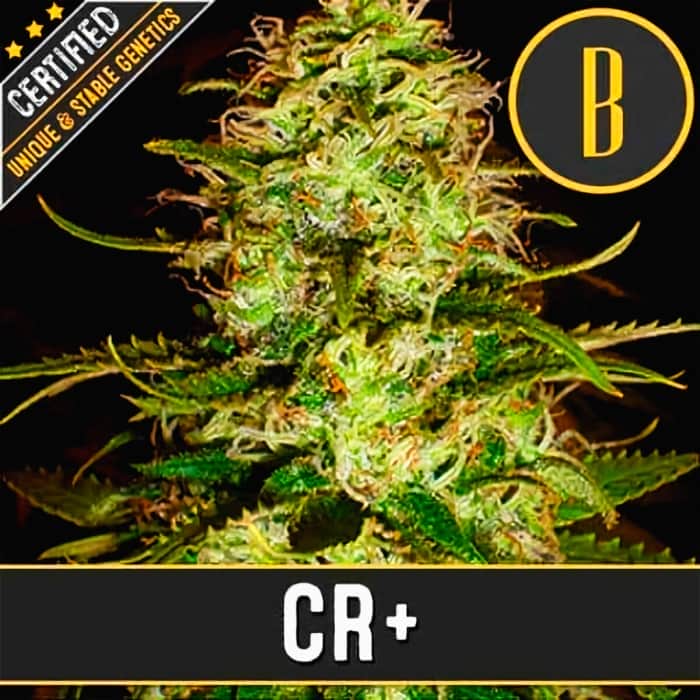 CR + (Blimburn Seeds) Semillas de marihuana feminizadas de colección.