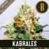 KABRALES (Blimburn Seeds) Semillas de marihuana feminizadas de colección.
