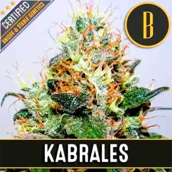 KABRALES (Blimburn Seeds) Semillas de marihuana feminizadas de colección.