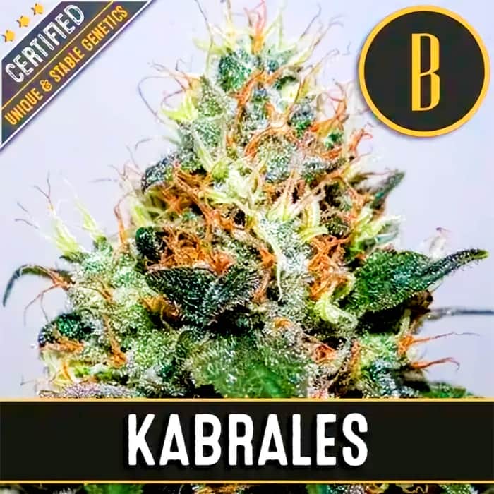 KABRALES (Blimburn Seeds) Semillas de marihuana feminizadas de colección.