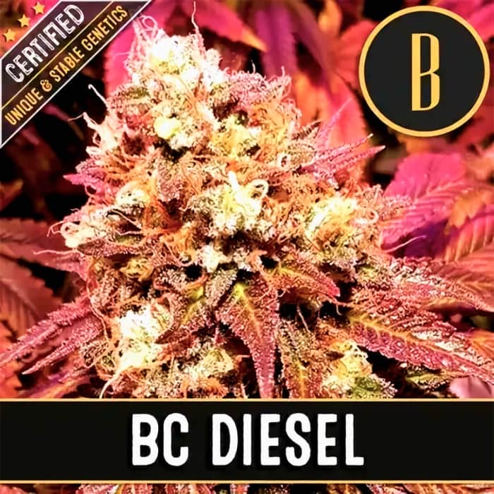 BC DIESEL (Blimburn Seeds) Semillas de marihuana feminizadas de colección.