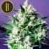 DAMA BLANCA (Blimburn Seeds) Semillas de marihuana feminizadas de colección.