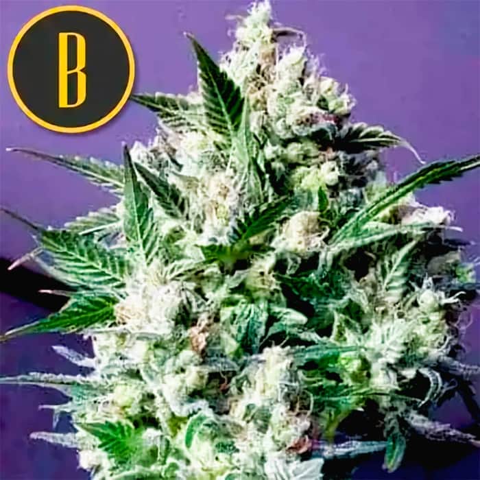 DAMA BLANCA (Blimburn Seeds) Semillas de marihuana feminizadas de colección.