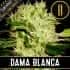 DAMA BLANCA (Blimburn Seeds) Semillas de marihuana feminizadas de colección.