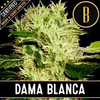 DAMA BLANCA (Blimburn Seeds) Semillas de marihuana feminizadas de colección.