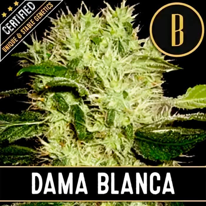 DAMA BLANCA (Blimburn Seeds) Semillas de marihuana feminizadas de colección.