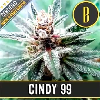 CINDY 99 (Blimburn Seeds) Semillas de marihuana feminizadas de colección.