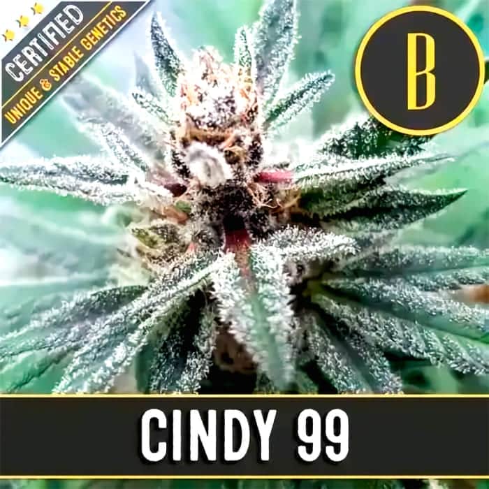 CINDY 99 (Blimburn Seeds) Semillas de marihuana feminizadas de colección.