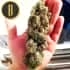 CINDY 99 (Blimburn Seeds) Semillas de marihuana feminizadas de colección.