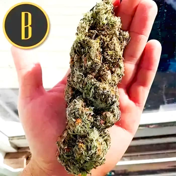 CINDY 99 (Blimburn Seeds) Semillas de marihuana feminizadas de colección.