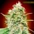 STRAWBERRY BANANA (Advanced Seeds)
