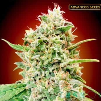STRAWBERRY BANANA (Advanced Seeds) Semillas de marihuana feminizadas de colección.