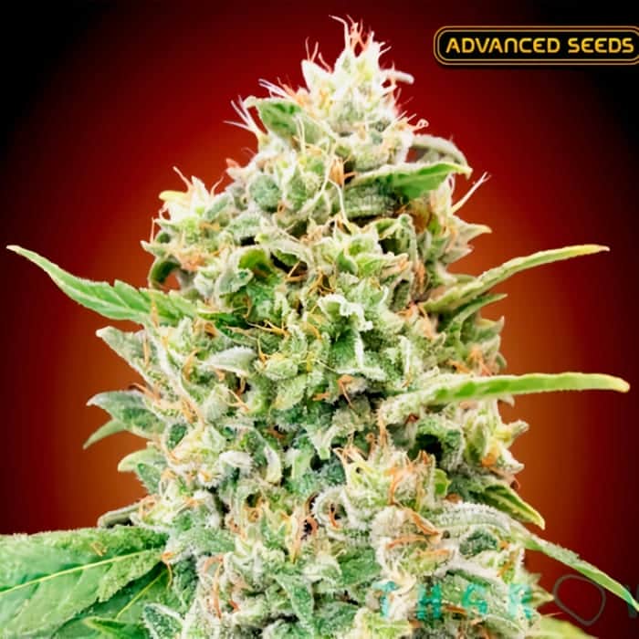STRAWBERRY BANANA (Advanced Seeds) Semillas de marihuana feminizadas de colección.