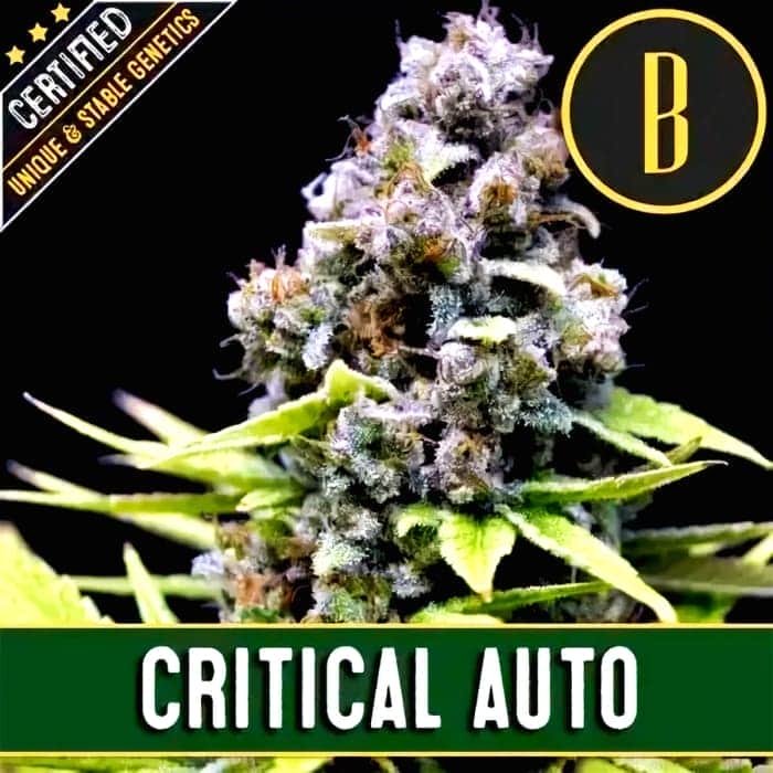 AUTO CRITICAL (Blimburn Seeds) Semillas de marihuana feminizadas de colección.