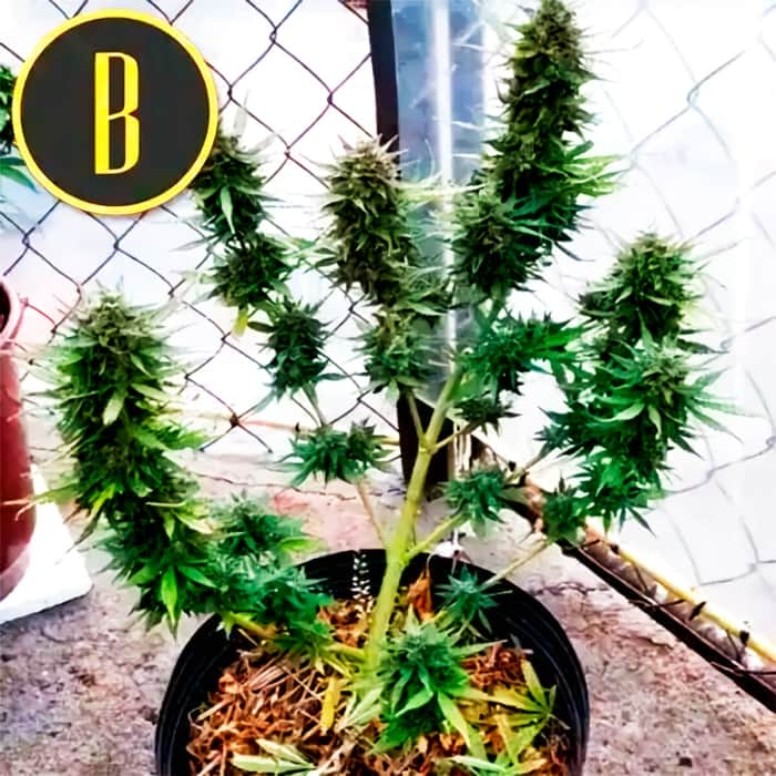 AUTO ORIENT (Blimburn Seeds) Semillas de marihuana feminizadas de colección.