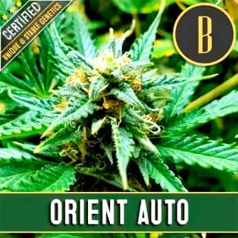 AUTO ORIENT (Blimburn Seeds) Semillas de marihuana feminizadas de colección.