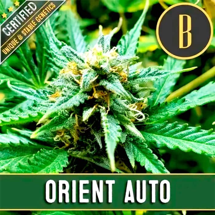 AUTO ORIENT (Blimburn Seeds) Semillas de marihuana feminizadas de colección.