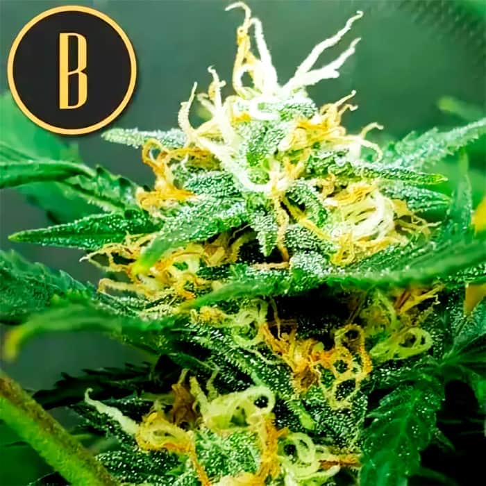AUTO ORIENT (Blimburn Seeds) Semillas de marihuana feminizadas de colección.