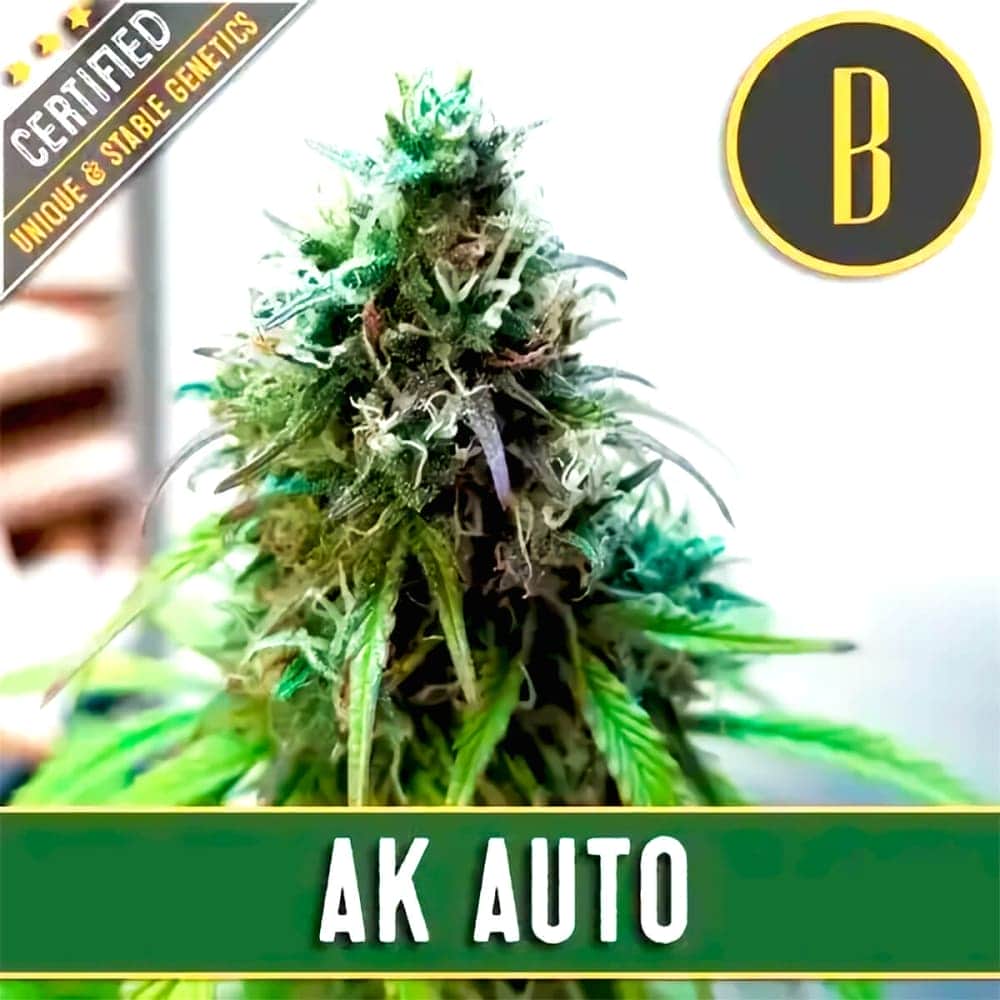 AUTO AK (Blimburn Seeds) Semillas de marihuana feminizadas de colección.