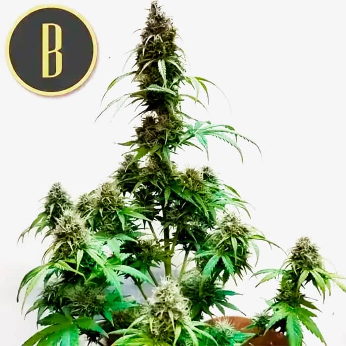 AUTO AK (Blimburn Seeds) Semillas de marihuana feminizadas de colección.