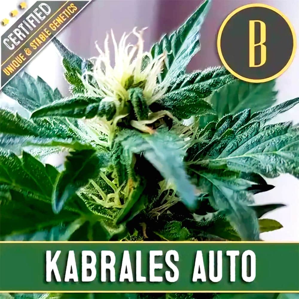 AUTO KABRALES (Blimburn Seeds) Semillas de marihuana feminizadas de colección.