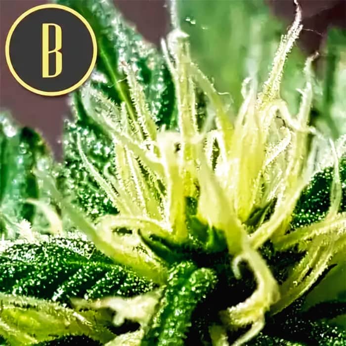 AUTO KABRALES (Blimburn Seeds) Semillas de marihuana feminizadas de colección.