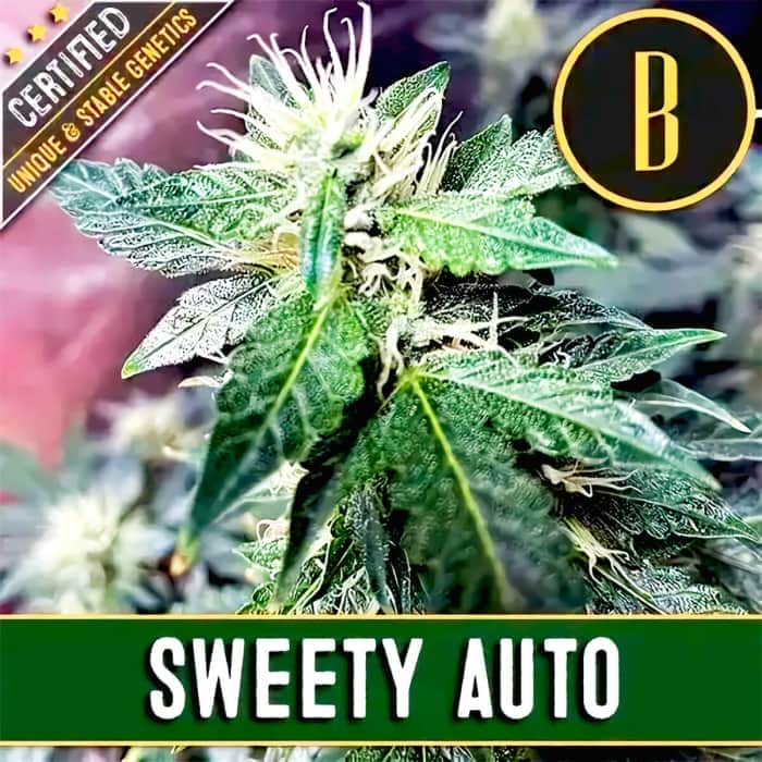 AUTO SWEETY Semillas de marihuana feminizadas de colección.
