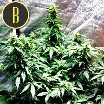 AUTO SWEETY Semillas de marihuana feminizadas de colección.
