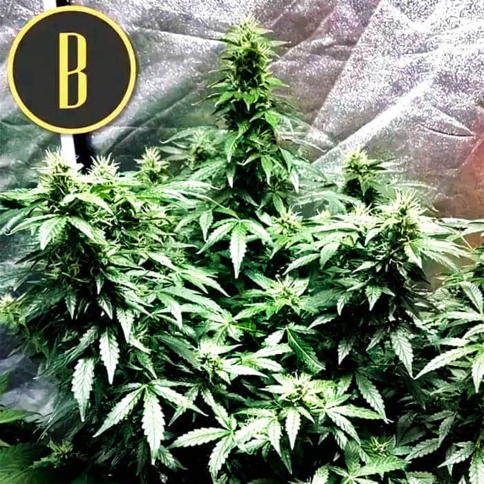 AUTO SWEETY Semillas de marihuana feminizadas de colección.