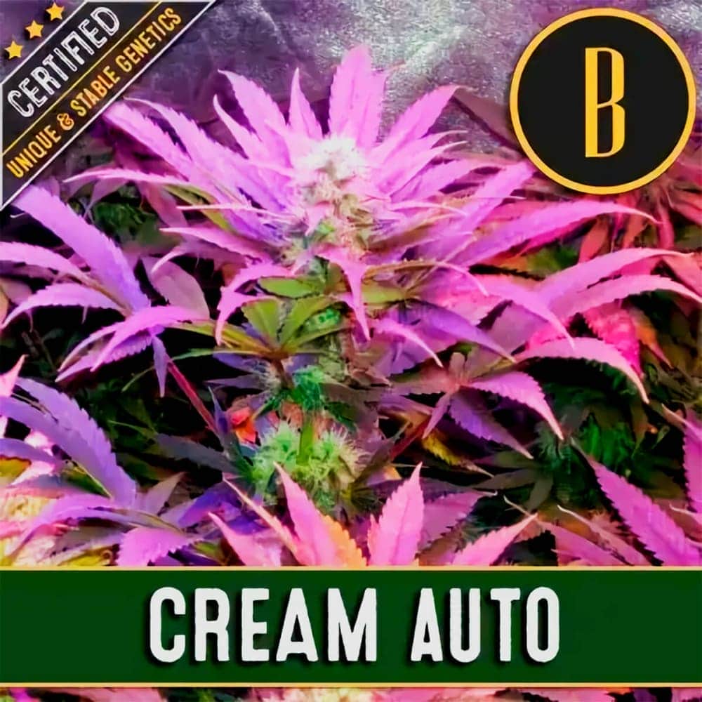 AUTO CREAM (Blimburn Seeds) Semillas de marihuana feminizadas de colección.