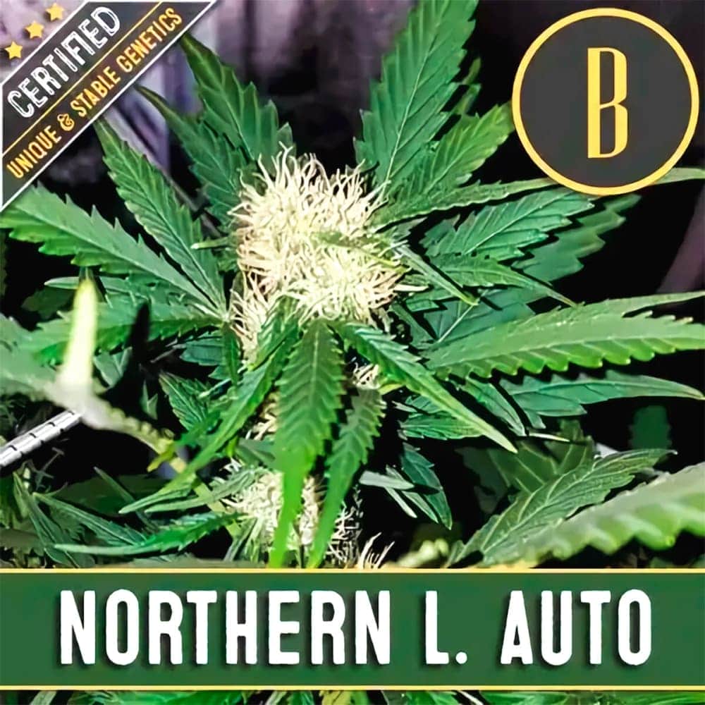 AUTO NORTHERN L. (Blimburn Seeds) Semillas de marihuana feminizadas de colección.