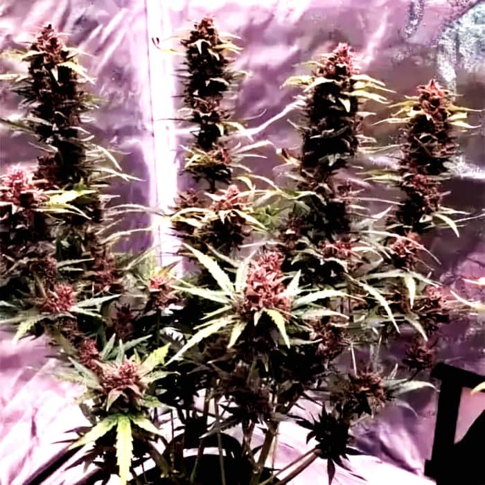 AUTO GRIZZLY PURPLE (Blimburn Seeds) Semillas de marihuana feminizadas de colección.