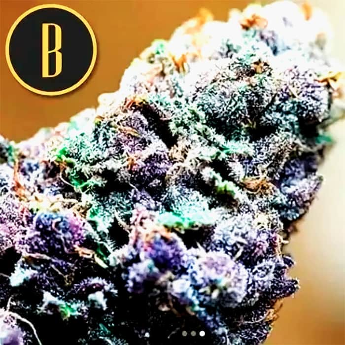 AUTO GRIZZLY PURPLE (Blimburn Seeds) Semillas de marihuana feminizadas de colección.