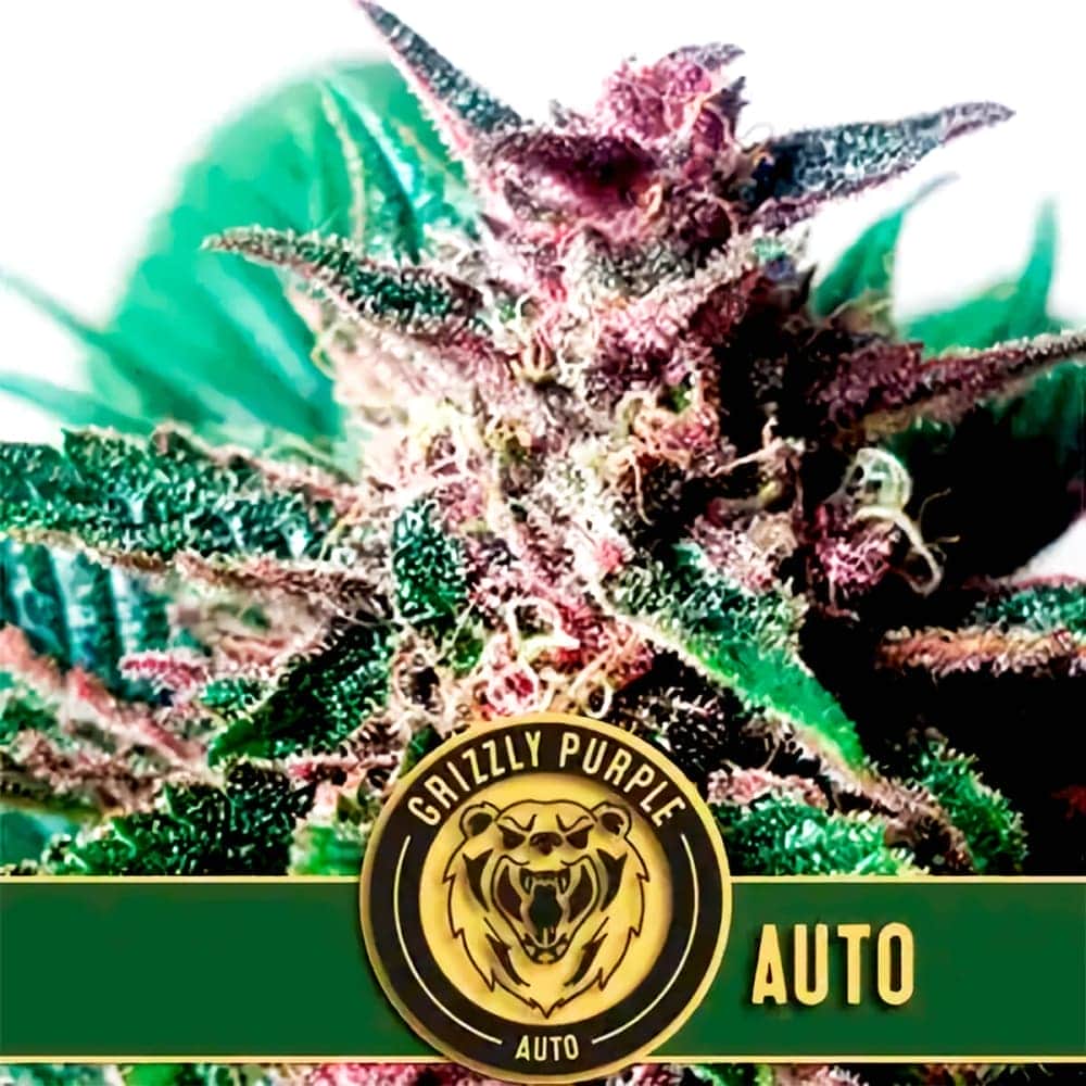 AUTO GRIZZLY PURPLE (Blimburn Seeds) Semillas de marihuana feminizadas de colección.