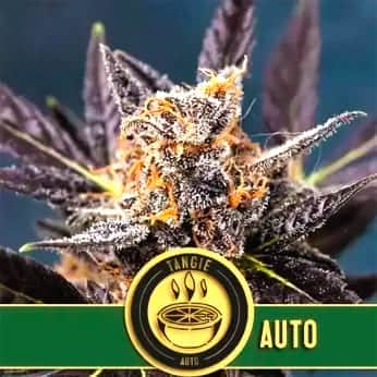AUTO TANGIE (Blimburn Seeds) Semillas de marihuana feminizadas de colección.
