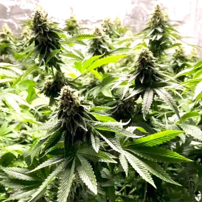 AUTO GIRL SCOUT COOKIES (Blimburn Seeds) Semillas feminizadas de colección.